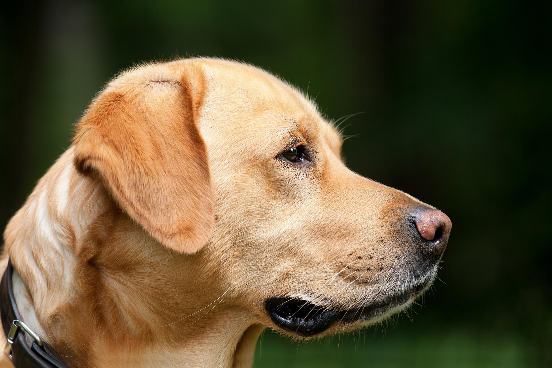 Single mit Hund - Dating Portale für die Partnersuche mit einem Hund